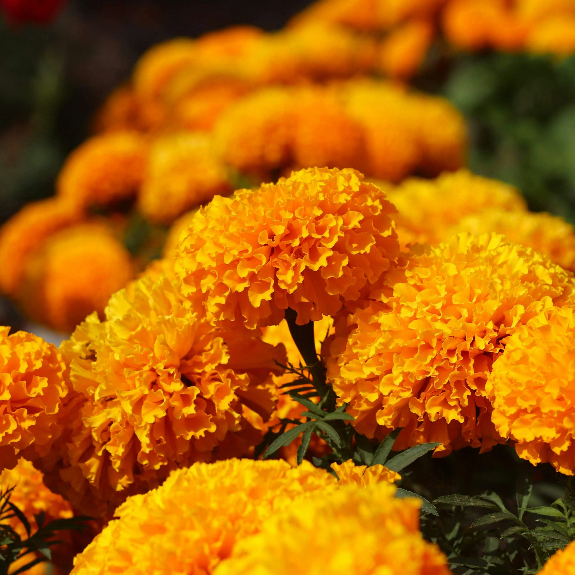 Día De Muertos