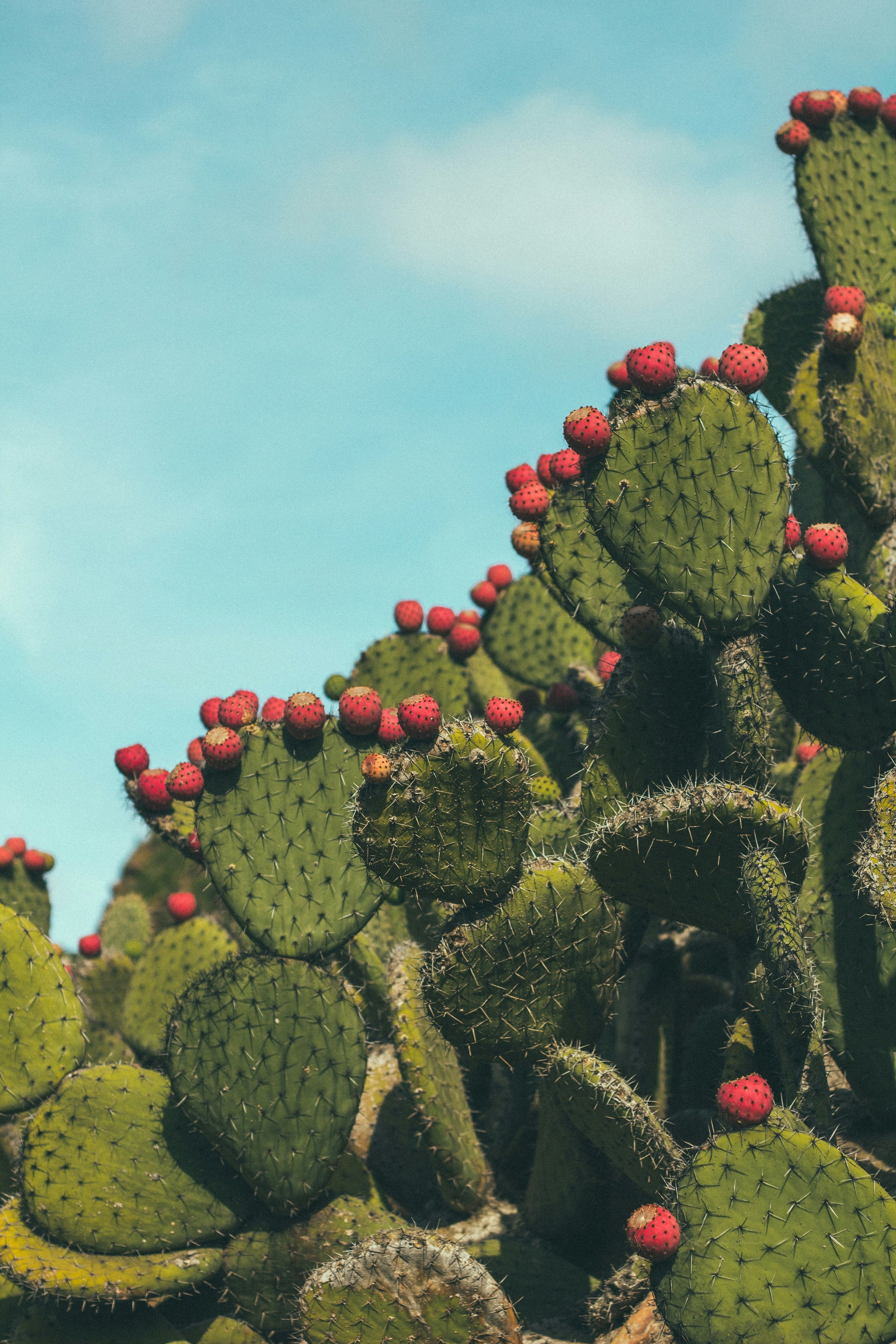 Photograph of prickly pear cactus