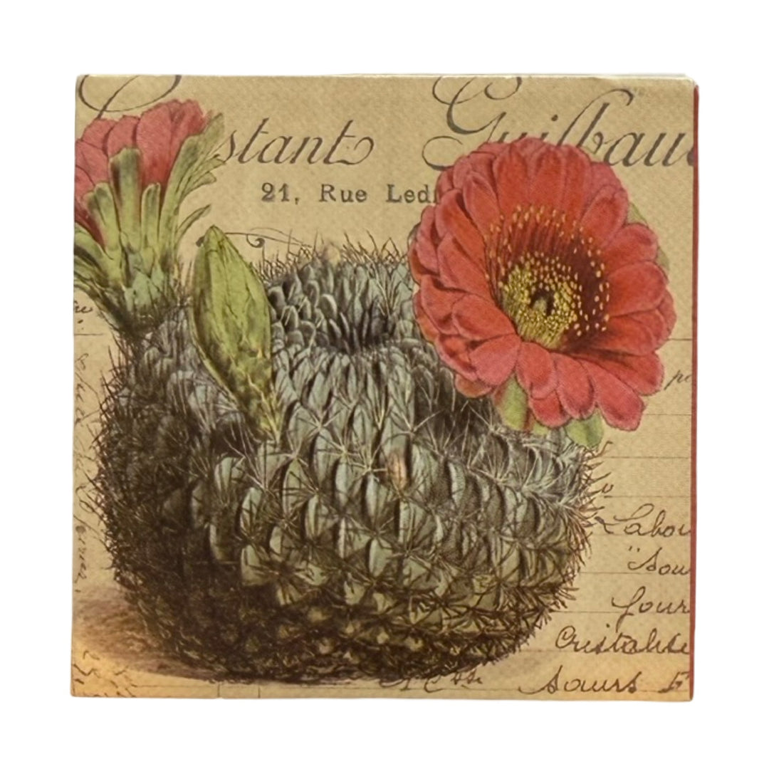 Square ivory matchbox features a close-up of a round cactus in the center topped with several orange blooming flowers. The background of each matchbox features decorative antique french script and text. 
