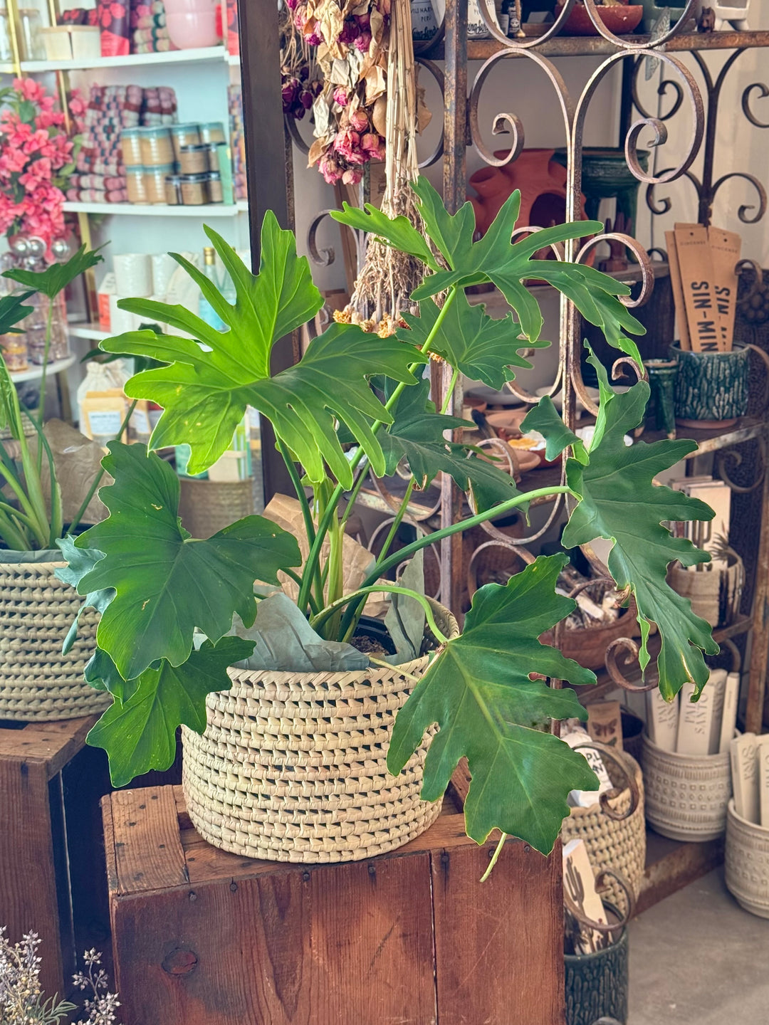 A large handwoven palm leaf basket holding a lush philodendron plant with oversized split leaves, displayed on a wooden crate in a boutique setting.