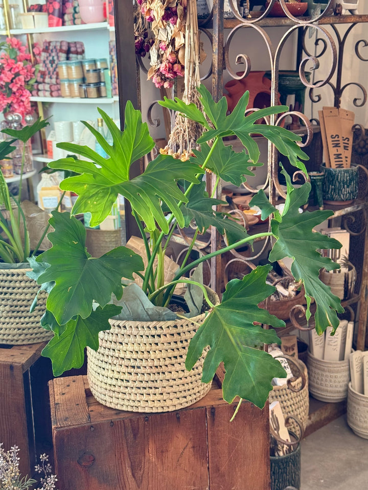 A large handwoven palm leaf basket holding a lush philodendron plant with oversized split leaves, displayed on a wooden crate in a boutique setting.