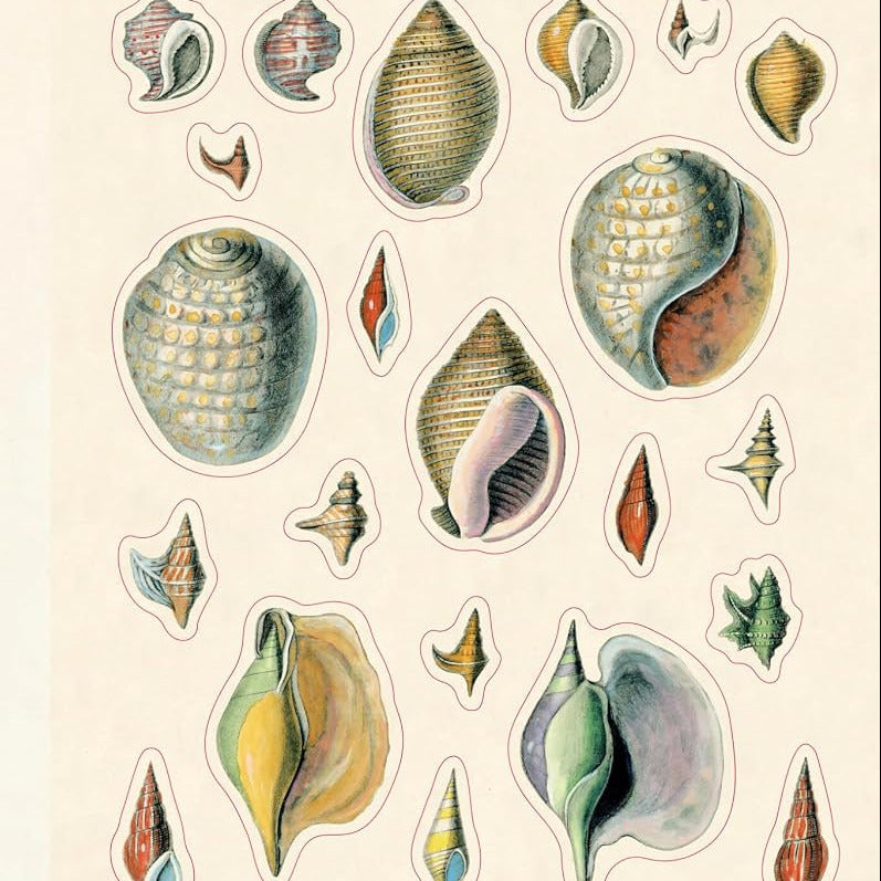 Vintage botanical illustration stickers of assorted seashells on cream paper.