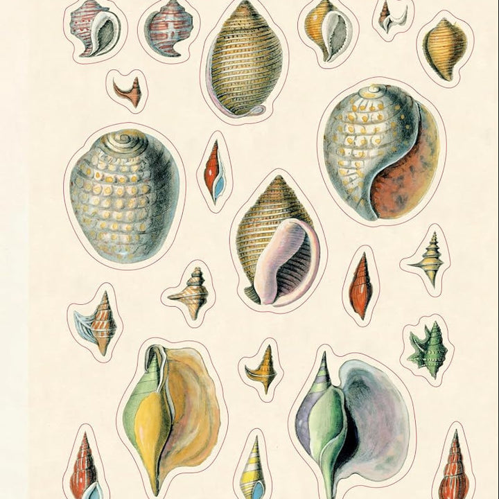 Vintage botanical illustration stickers of assorted seashells on cream paper.