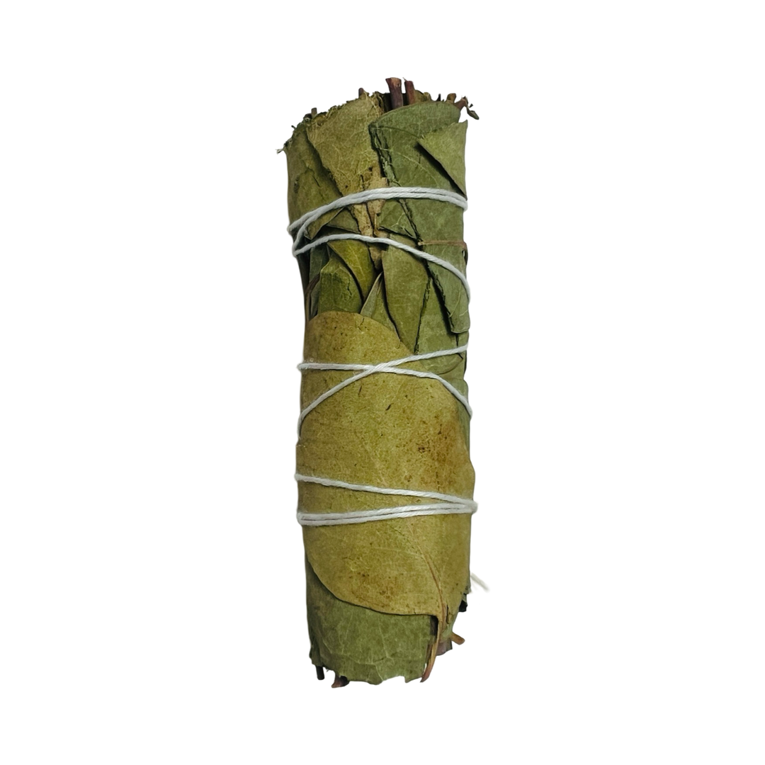 single bundle of eucalyptus leaves tied with white twine