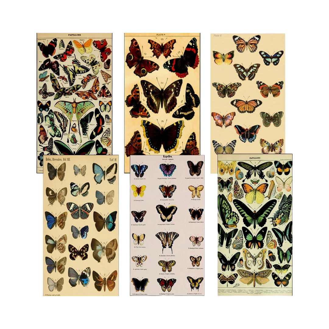 Six ivory colored matchboxes with illustrations of different kinds of colorful butterflies and moths