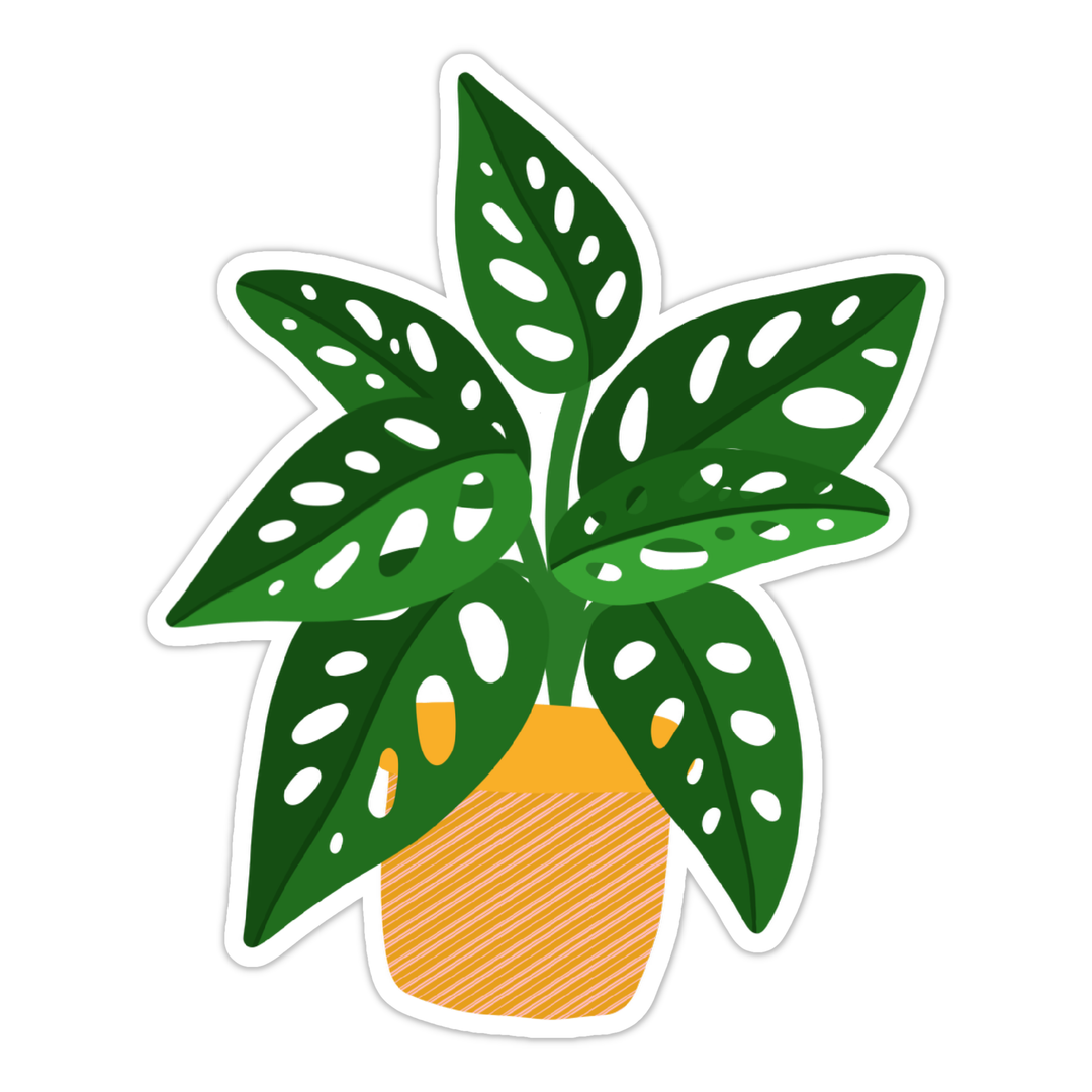white background sticker of a Monstera Adansonii Plant in an orange and pink pot.